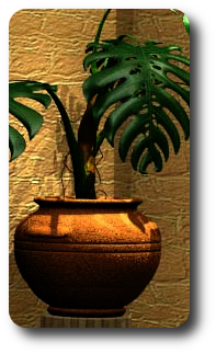Philodendron.png